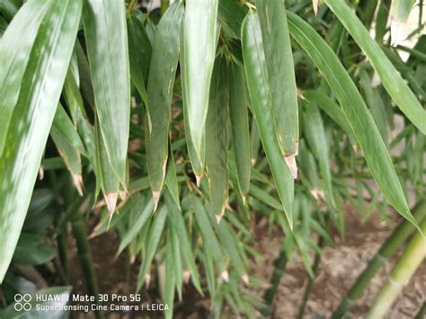 竹子 種植|竹子种植方法和注意事项